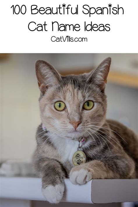 Maybe you would like to learn more about one of these? 100 Spectacular Spanish Cat Names for Male & Female ...