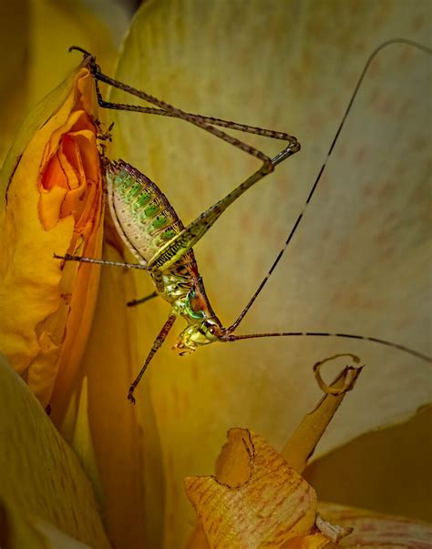 Katydid Nymph Focal World