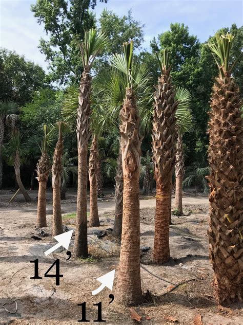 Palmetto Palm — Palm Trees Ltd