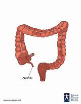 An appendix is a raw data or extra information, generally provided at the end or after the citation page of the document with references in the main text. Appendix - Location, Function, Anatomy and FAQs