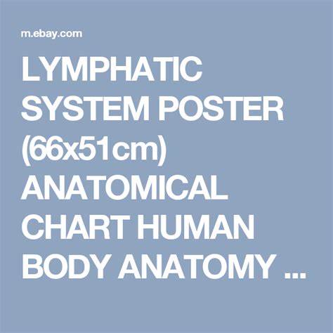 Lymphatic System Poster 66x51cm Anatomical Chart Human Body Anatomy