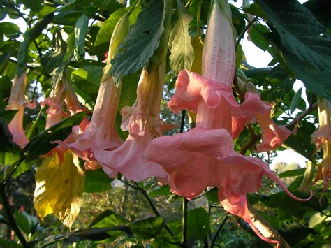 Pink Perfektion Brugmansia Plant — Angel Trumpet Nursery Llc