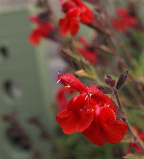 Autumn Sage Salvia Navajo Bright Red In The Salvias Database