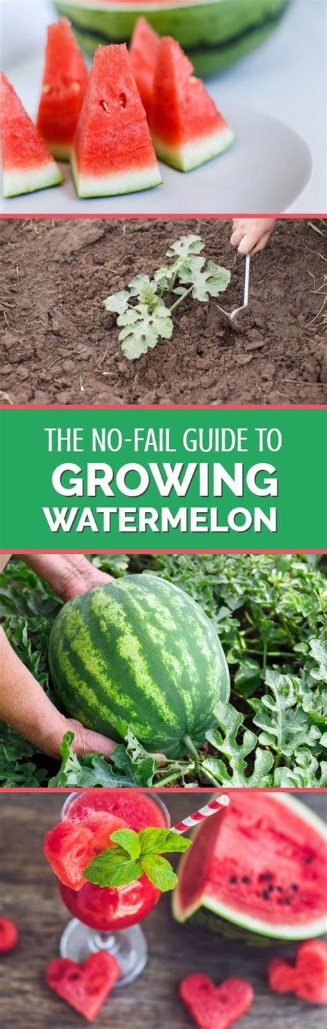 15 Tips For Growing Watermelons How To Grow Watermelon Watermelon