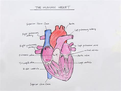 Human Heart Drawing Step By Step