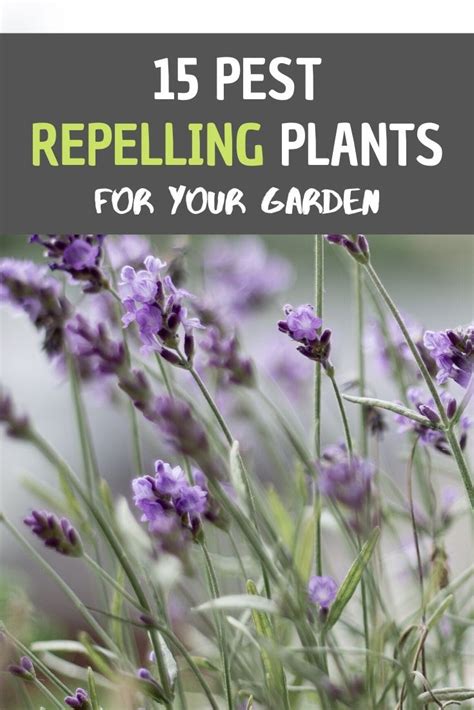 15 Pest Repelling Plants For Your Garden Plants Plants That Repel