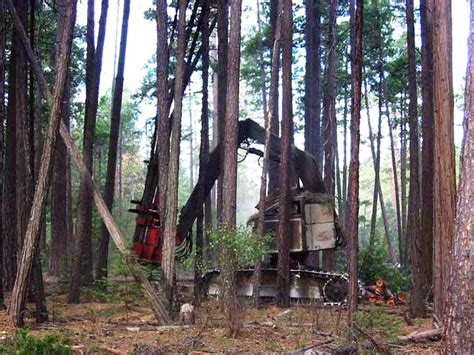 Thinning The Forest For The Trees Us Forest Service