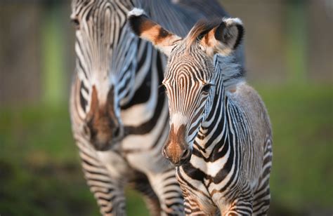 Chester Zoo Welcomes A Grevys Zebra Chester Zoo Zebras Zebra Pictures