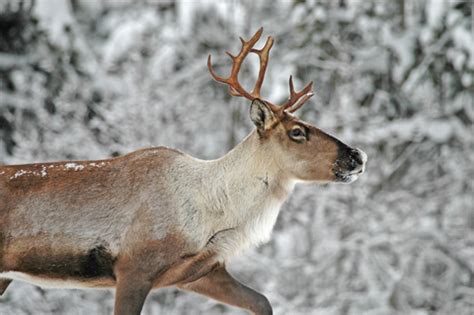 Woodland Caribou Range