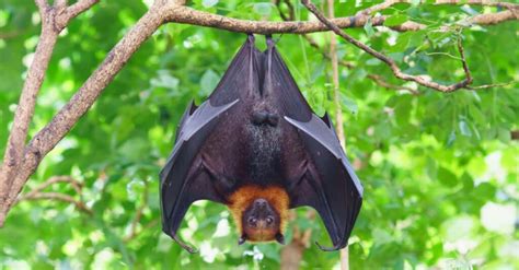 10 Incredible Fruit Bat Facts Wiki Point