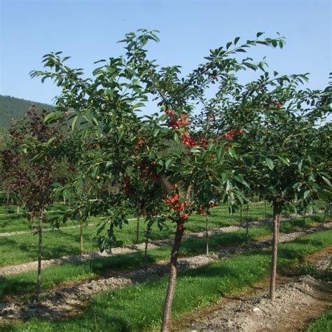 Buy Evans Cherry Prunus Cerasus 5 Seeds Online Seeds Hobbyseeds Store