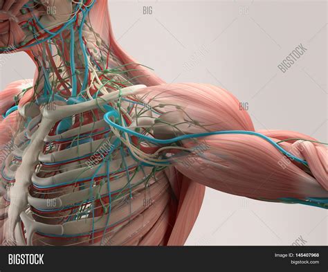 Muscle diagram of shoulder human shoulder muscle diagram upper back muscle diagram this summary post displays shoulder diagram … please click on the diagram(s) to view larger version. Human Anatomy Detail Image & Photo (Free Trial) | Bigstock