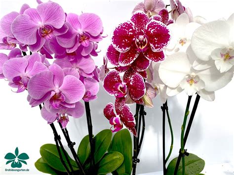 We did not find results for: 🍀 OrchIDEE des Monats 🍀 | Orchideen, Pflanzen, Orchideen ...