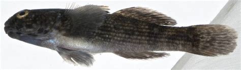 Frillfin Goby Matbio Fishes Matanzas Biodiversity · Naturalista Mexico