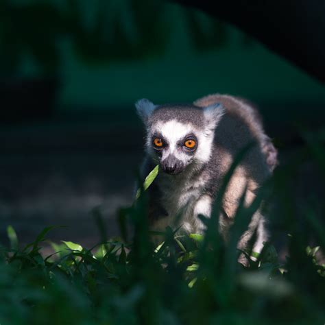 Lemur Catta Strepsirrhini By Tri Dung Nguyen 500px