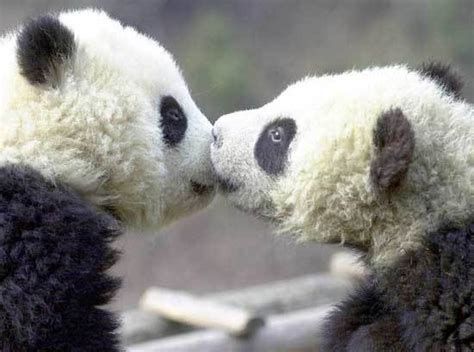 Cute Pandas Pandas Photo 22122901 Fanpop
