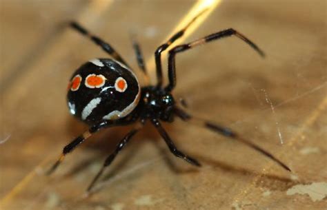 Female Juvenile Black Widow Spider Latrodectus Mactans Bugguidenet