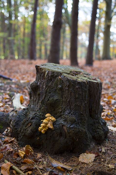 Tree Stump Free Stock Photo Public Domain Pictures