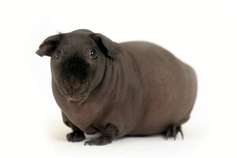 Hairless Guinea Pigs Aka ‘skinny Pigs Look Just Like Tiny Hippos