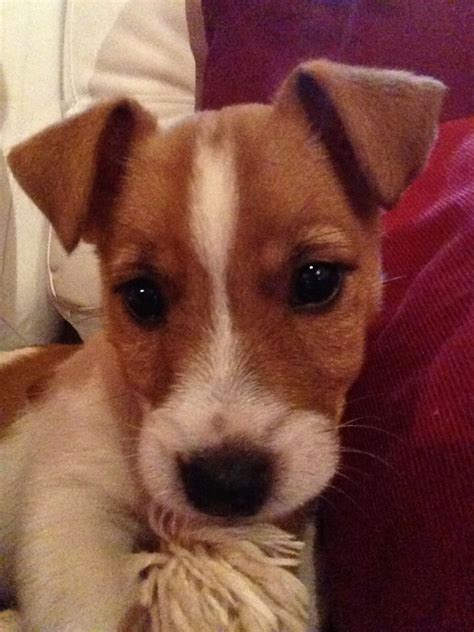 My Cute Jack Russell Baby Jack Russell Terrier Jack Russell Jack
