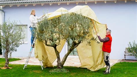 Jede temperatur zwischen 5 und 18 °c ist grundsätzlich möglich. Olivenbaum-Pflege: Die 3 häufigsten Fehler - Mein schöner ...