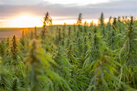 report hemp prices plunging due  oversupply limited demand