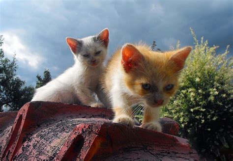 Kittens Cats Chicks Free Photo On Pixabay