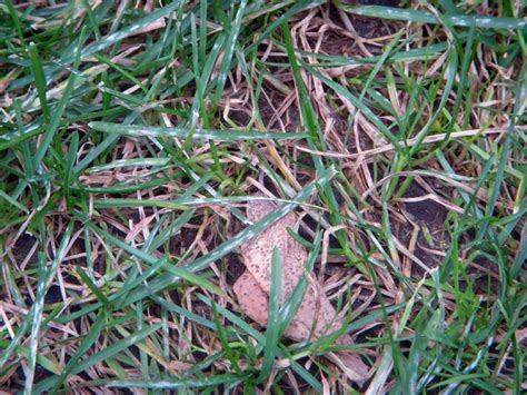 Rather than fighting nature to have an exotic lawn, choose a grass type that's suited for your climate, soil, and light conditions. GardenAtoZ - Why mix grass seed - Garden A to Z