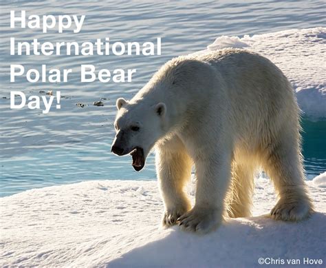 Happy International Polar Bear Day This Beautiful Bear Was