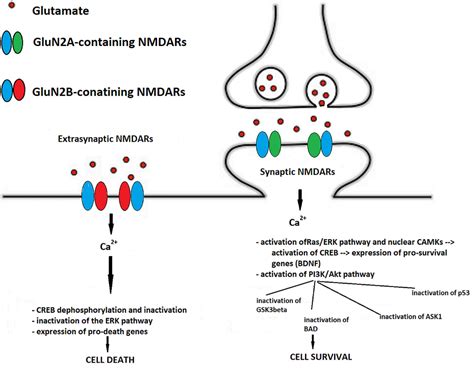 Molecular Pathophysiological Mechanisms Of Ischemiareperfusion