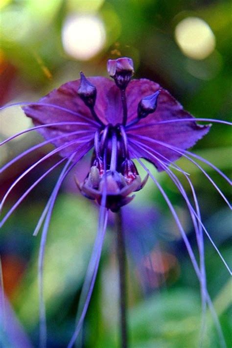 Black Bat Orchid Bat Flower Unusual Flowers Strange Flowers