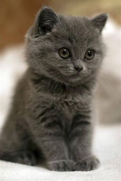 We did not find results for: Pin on We Love Cats and Kittens