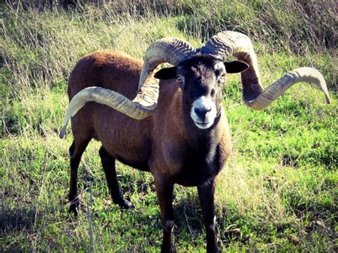Mouflon Sheep Hunting In The Texas Hill Country Von