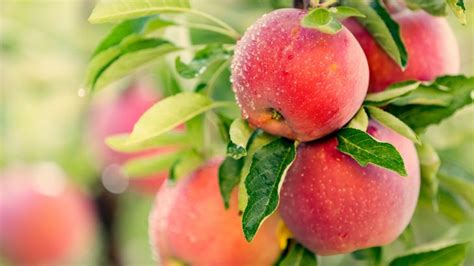 An apple is an edible fruit which comes from the apple tree (malus sylvestris). How the apple became such a ubiquitous, iconic fruit ...