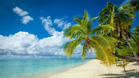 Nature Landscape Tropical Island Beach Palm Trees White Sand
