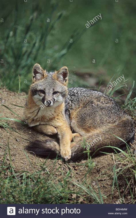 Gray Fox Urocyon Cinereoargenteus Resting Portrait Stock Photo Alamy