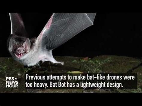One of the cards, the ornithopter, had a. A 'Bat Bot' takes flight | Bat, Flight patterns, Aerial drone