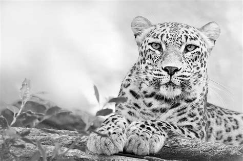 Tawny Wild Animal Wild Animal Feline Leopard Zoo Black And White
