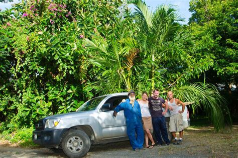 St Croix Reforesting Migratingsharing Palms From Northside Valley