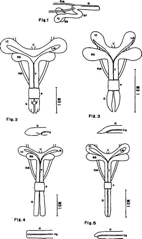 Figure 1 From Penis Morphology As A Distinctive Character Of The Murine Opossum Group