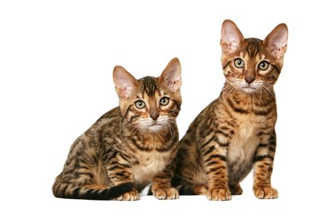 This Tiger Looking Toyger Pet Cat Type Was Established By The Cross