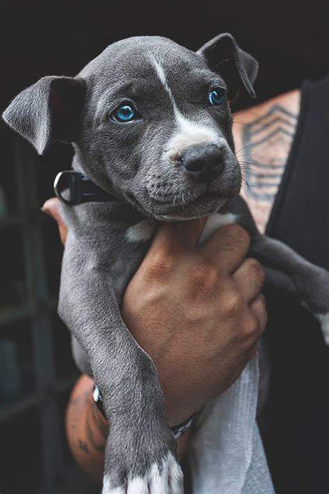 Pitbull Dog Puppy Black