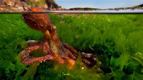 nature, Green, Animals, Octopus, Plants, Water, Underwater, Rock