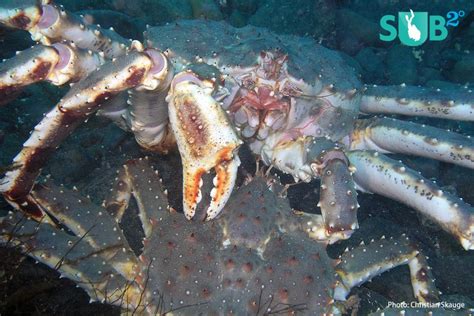 Juvenile King Crab at Tunnelbukta, Norway by Christian Skauge