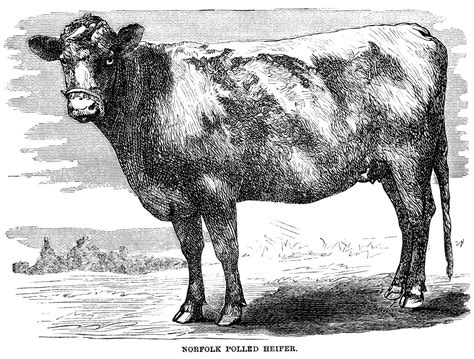 Vintage Cow Engraving ~ Free Clip Art Farm Animal Clipart Clip Art