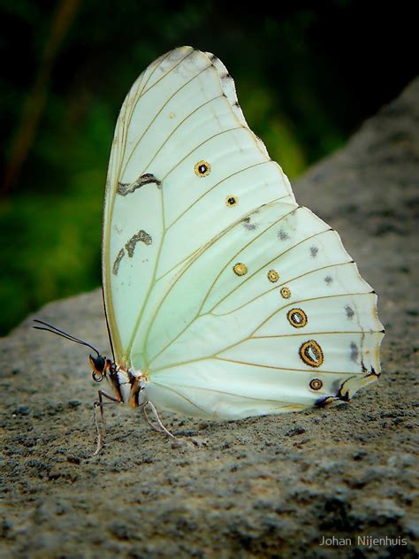 White Morpho Butterfly Identification Facts And Pictures
