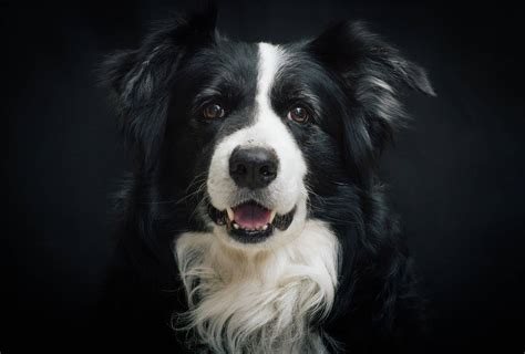 Border Collie Colors The Real Ones As Per Akc Pawleaks