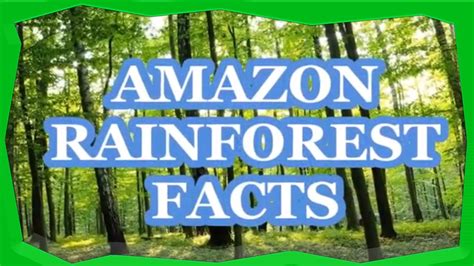 Amazon Rainforest Facts Save The Rainforest Youtube