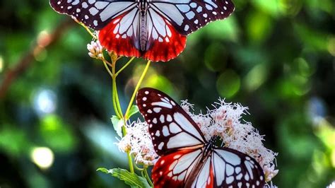Butterflies Flowers Wallpapers Hd Desktop And Mobile Backgrounds
