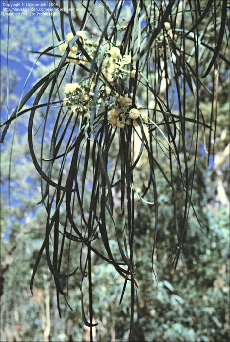 Maybe you would like to learn more about one of these? PlantFiles Pictures: Acacia Species, Eumong, Shoestring ...
